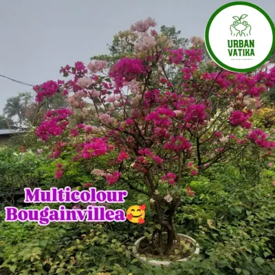 This multicolour Bougainvillea is a true spectacle, with shades of pink and white on a single plant.