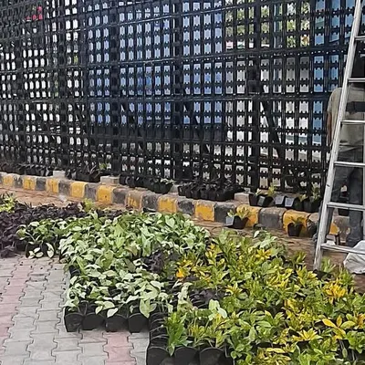 This is a behind-the-scenes look at our vertical garden installation for an Airtel company project. We are laying out the plants before mounting them onto the pre-installed grid.