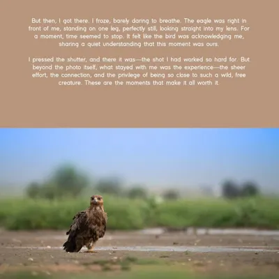After crawling 50 meters through the hot sand, I finally got this eye-level shot of a shy Tawny Eagle. In that moment, the eagle looked straight at me, a silent understanding that made the entire effort worthwhile.
