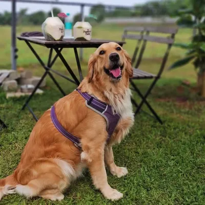 A happy Golden Retriever sitting patiently by the picnic table, where some refreshing coconut drinks are waiting for his humans.
