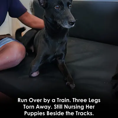 Run over by a train, three of her legs were torn away. Yet, she was found still trying to nurse her puppies beside the tracks. We named her Mama, and your donation can help support her incredible will to live.