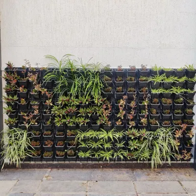 This is a standard modular vertical garden setup with a mix of succulents and spider plants. The individual pots allow for easy maintenance and flexible design arrangements for any wall.
