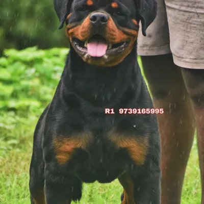 This is my handsome Rottweiler boy, Gizmo. Rottweilers are powerful and loyal, and with the right training, they make incredible companions.
