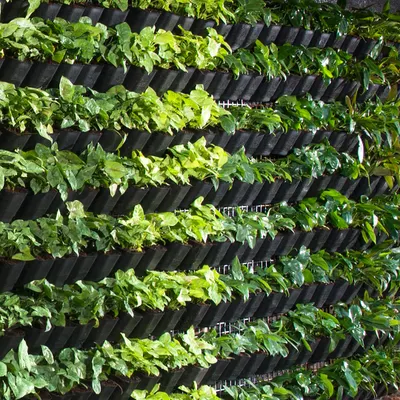 A vertical garden is a fantastic way to create a lush green feature without taking up floor space. This green wall is made up of rows of individual plants, creating a living tapestry of textures and shades.