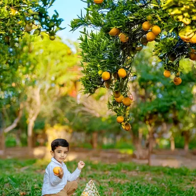 An outdoor toddler shoot set in a beautiful orange orchard. These natural light sessions allow for authentic, candid moments, like this little boy exploring and picking his own fruit. It's a perfect way to capture genuine childhood wonder.