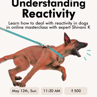 If your dog lunges, barks, or chases on walks, they might be reactive. Join our online masterclass to understand the root causes of reactivity and learn practical management strategies to make your walks less stressful for both of you.