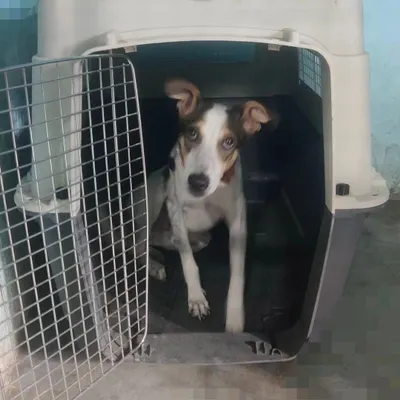 This indie dog is learning that the crate is a safe and comfortable place to be. Crate conditioning is a fundamental part of my training program for building a dog's independence and confidence.