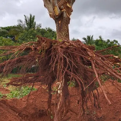 The extensive and healthy root system of a large deciduous tree, fully excavated and ready for lifting. A well-preserved root ball like this is fundamental to a successful transplant.