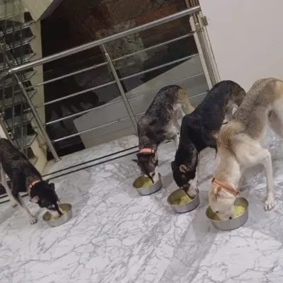 Mealtime for the Indie pack. They all eat together from their own bowls. No food aggression, just good manners.