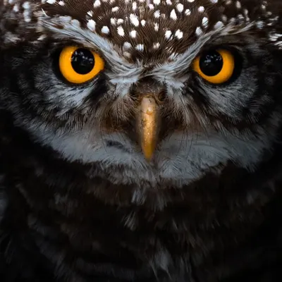 The piercing golden eyes of a Spotted Owlet. This intense close-up portrait, taken in Pune, captures the grace and mystery of this nocturnal hunter.