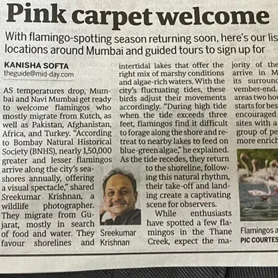 A snippet of my feature in Mid-Day newspaper, where I discuss the annual flamingo migration to Mumbai and Navi Mumbai. Public awareness through media is a crucial step in advocating for the protection of their vital wetland habitats.