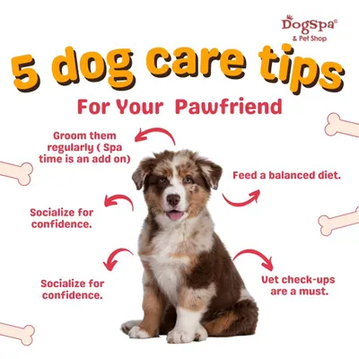 Here are five essential dog care tips for your pawfriend. Regular grooming is a key part of a holistic approach that includes a balanced diet, socialization, and vet check-ups.