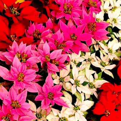 A vibrant mass of poinsettias from my nursery. The intense red, pink, and white bracts show the quality and health of the plants I grow and use in my seasonal planting designs.