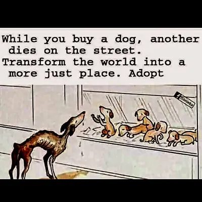While you buy a dog, another dies on the street. This cartoon is a heartbreaking depiction of the truth. Transform the world into a more just place. Adopt.