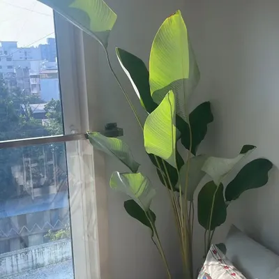 A beautiful Calathea lutea from our nursery, adding a touch of tropical elegance to a client's living room. We help you select large statement plants that thrive indoors and transform your home decor.
