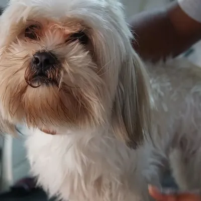 Before: Blush the Shih Tzu arrived with an overgrown and tangled coat that was obscuring her vision and causing discomfort.