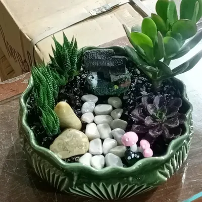 A custom-made succulent tray garden. This one features a mix of succulents like Haworthia and Echeveria, arranged with pebbles and miniature mushrooms to create a whimsical scene.