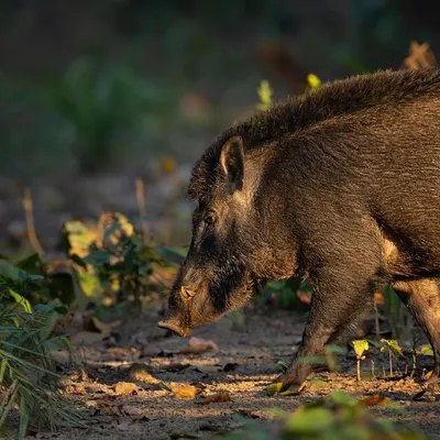 A wild boar forages on the forest floor, its coarse hair lit by the evening sun. These animals are incredibly tough and play a vital role in the ecosystem by turning over the soil.