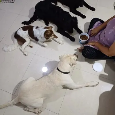 This is Yoshi, a foster dog I helped through her pregnancy and who later mothered another litter of foster pups. This image captures a quiet moment of training and connection, reinforcing calm behavior around food. Her story is one of love, loss, and incredible maternal instinct.
