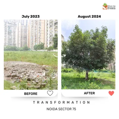 This transformation at our Noida Sector 75 site shows what one year of dedicated work can do. What was a patch of rubble and sparse grass in July 2023 is now a thriving young tree, a part of a growing urban forest.