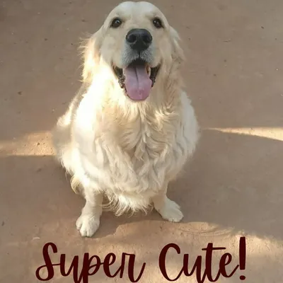This super cute Golden Retriever is all smiles! We love capturing these happy moments. A wagging tail and a happy face are the best rewards for us.