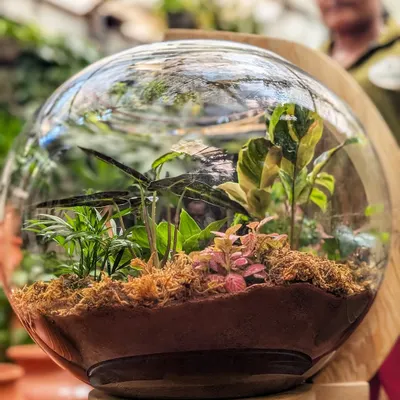 A closer look at the large 'Living Lamp' we created. This self-sustaining terrarium features a variety of miniature plants, moss, and wood, creating a tiny, glowing ecosystem that is both beautiful and fascinating.