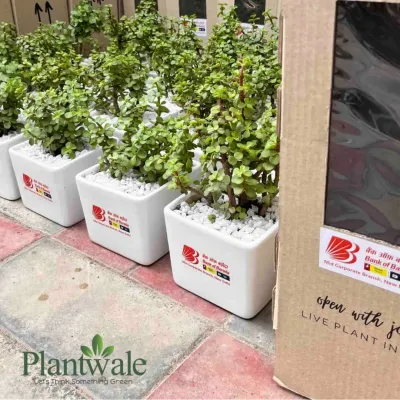 We create lasting impressions with green corporate gifts. Here is a bulk order of Jade plants in ceramic pots, each customized with the Bank of Baroda logo and ready for delivery in our specially designed protective boxes.