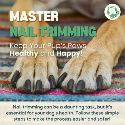 Master the art of nail trimming. This guide is the first step to keeping your pup's paws healthy. Regular trims are crucial for their comfort and posture.