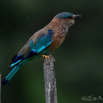 An Indian Roller, or 'Neelkanth', perched on a post, its subtle blues and browns visible. This bird reveals its true vibrant colors when it takes flight.