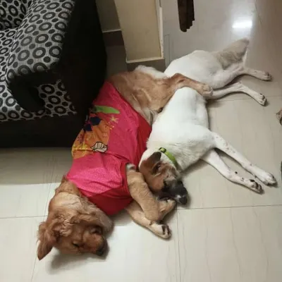 Friendship and cuddles. A Golden Retriever and a Bull Terrier snuggling up for a nap on the floor. Dogs are pack animals, and we love seeing them find comfort in each other's company.
