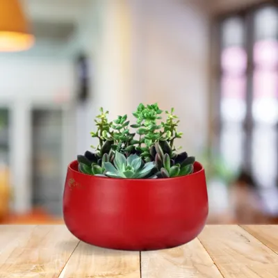 This vibrant red metal planter is shown here holding a beautiful arrangement of assorted succulents. The bold color of the pot contrasts wonderfully with the green and purple hues of the plants.