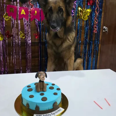 Happy Birthday to my Raja. He is patiently waiting for his cake. We've been together for 2 years, and his love is unconditional.