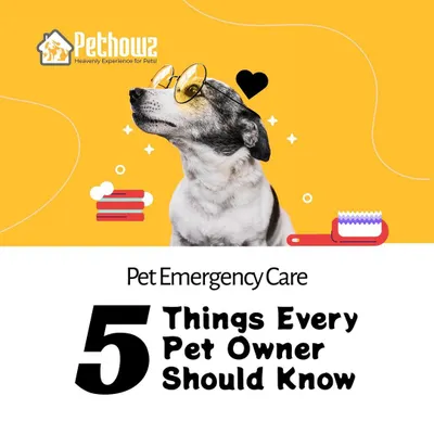 Being prepared for an emergency is one of the most important parts of pet ownership. We provide essential knowledge for pet emergency care, ensuring you have the confidence to act quickly and effectively when it matters most.