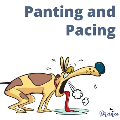 Panting isn't always about being hot. Sometimes, excessive panting and pacing are clear signs your dog is feeling stressed or anxious. I can help you learn to read these subtle cues.