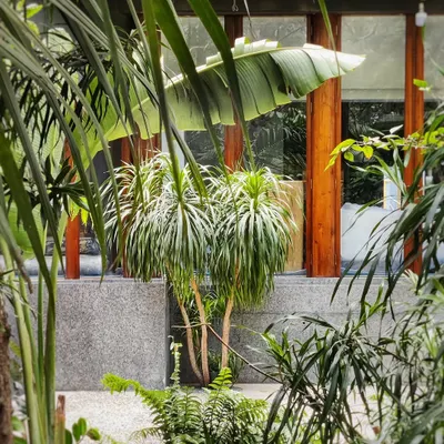 A ground-floor garden is a true luxury in a city like Mumbai. For this rare find, we helped layer the existing wild slice of land by adding texture, depth, and a variety of green foliage.