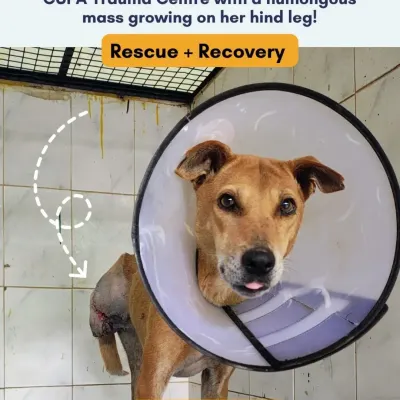 This community dog was brought to our Trauma Centre with a huge mass on her hind leg. This is her story of rescue and recovery, starting with the initial diagnosis.