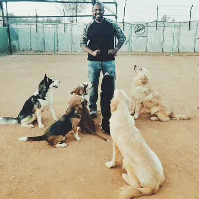 This is what a balanced pack looks like. I am surrounded by dogs of different breeds, sizes, and temperaments, all coexisting calmly. My facility provides the perfect environment for dogs to learn crucial social skills.