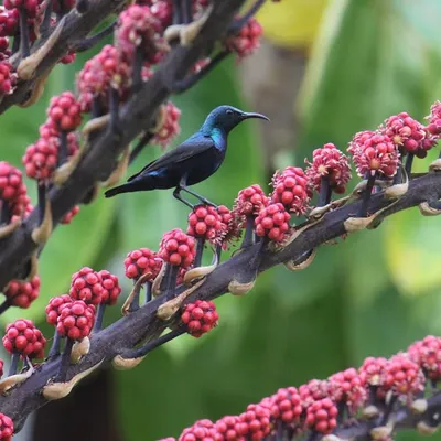 A vibrant purple sunbird perches on a branch of bright red berries. Our grounds are a paradise for bird lovers, offering frequent sightings of beautiful and diverse avian species.