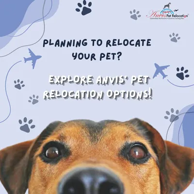 Planning to relocate your pet? We offer several travel options to suit your pet's needs and your budget. Explore our services to find the perfect fit for your furry family member.