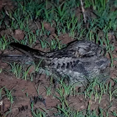 This was taken during a night safari, and it took me a moment to even realize this Nightjar was there. Its feathers mimic the color and pattern of the soil and grass, making it nearly invisible.
