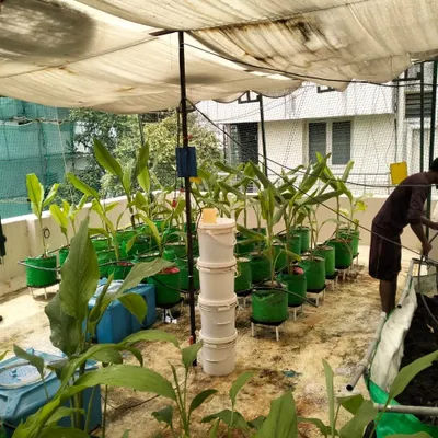 A full terrace garden setup protected by a large shade net. This structure filters the harsh sunlight, creating an ideal microclimate for growing turmeric and other vegetables in grow bags.