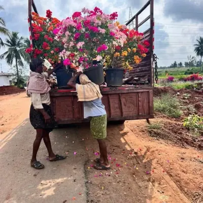 My team carefully transporting a truckload of vibrant bougainvillea plants to a project site. I ensure all plants are delivered in peak condition, ready for planting.