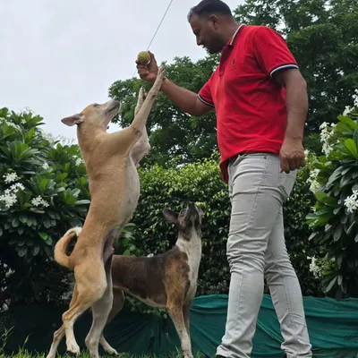 An energetic moment of play with two Indie dogs. Using a toy helps channel their energy and excitement into a shared, positive activity, which is a great way to build a bond.