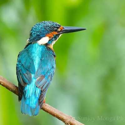 The Common Kingfisher, a familiar gem photographed in my suburban Mumbai backyard. This blue-blooded royalty is calm and composed, a true inspiration with its icy eyes and dagger-like beak.