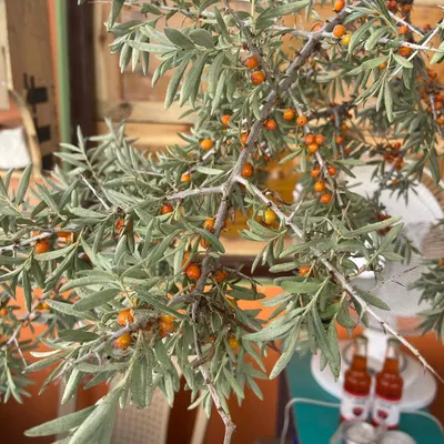 On a trip to Leh Ladakh, I came across these amazing Seabuckthorn berries. I use the oil from these berries in my Eternity Body Butter and Rejuvenating Oil Serum for its incredible anti-aging and moisturizing properties.