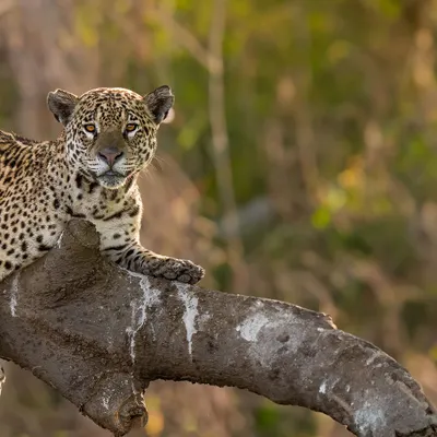 My first jaguar sighting in the Pantanal was a moment I'll never forget. This magnificent cat, with its powerful build and beautiful rosette coat, simply took my breath away. They are masters of their environment, equally at home in the water as they are on land.