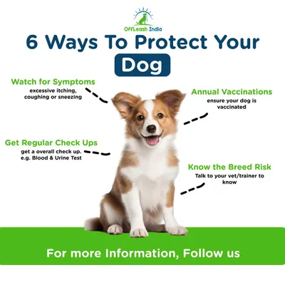 As a responsible dog owner, it's important to be proactive about your dog's health. Here are six key ways to protect your dog, from watching for symptoms to keeping up with annual vaccinations.