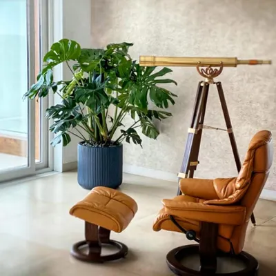 A giant Monstera Deliciosa is the ultimate statement piece for a modern, minimalist setting. Its iconic leaves bring a touch of the wild indoors, creating a sophisticated yet relaxed corner perfect for unwinding.