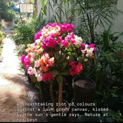 A breathtaking riot of colors. This multi-hued Bougainvillea is nature at her best, with vibrant pink, orange, and white bracts all blooming together on one plant. It's a true celebration of life.