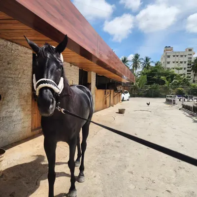 Our stunning black thoroughbred, a true beauty, posing outside our rustic wooden stables on a bright, sunny day.